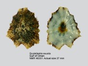 Scutellastra exusta